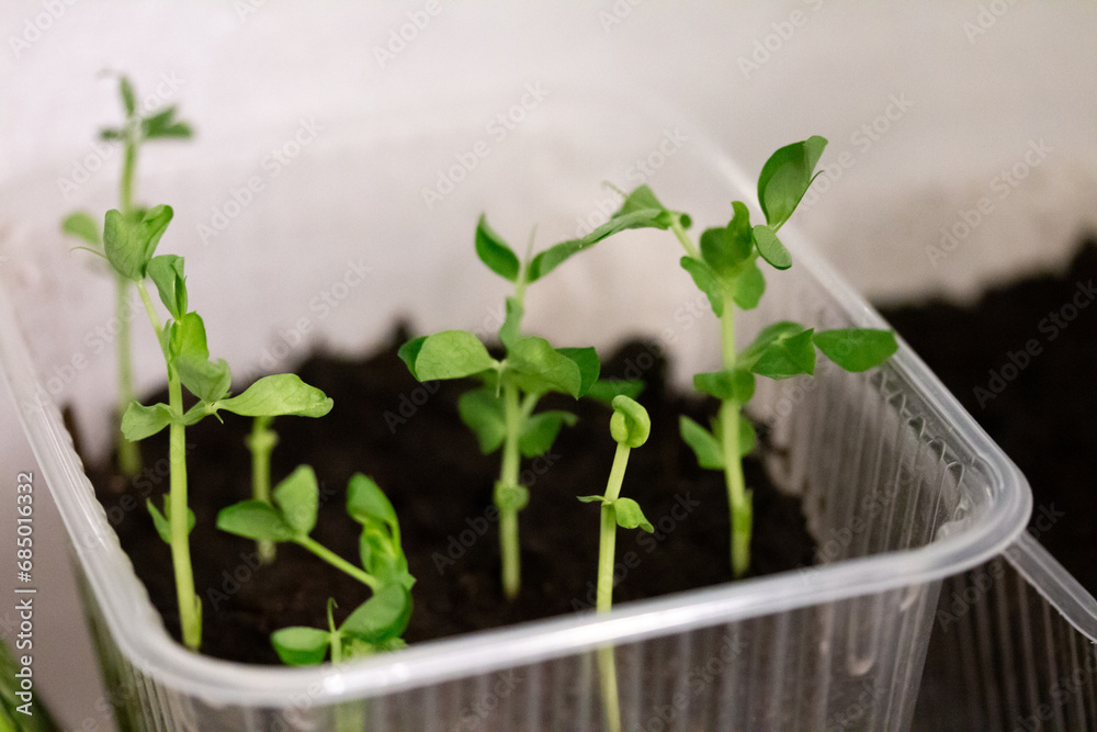 Seedlings of green peas plant growing at home in plastic container on the windowsill. Young sprouts with fresh leaves. Healthy food vegetable