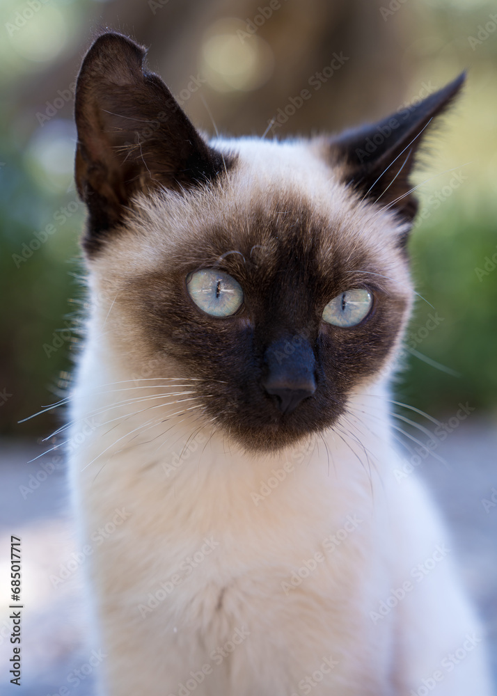 Cute Siamese cat kitten outdoors with blue eyes. Close-up