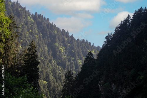 Mountainous area covered with forest. Black Sea forests. Shot in Rize Turkey