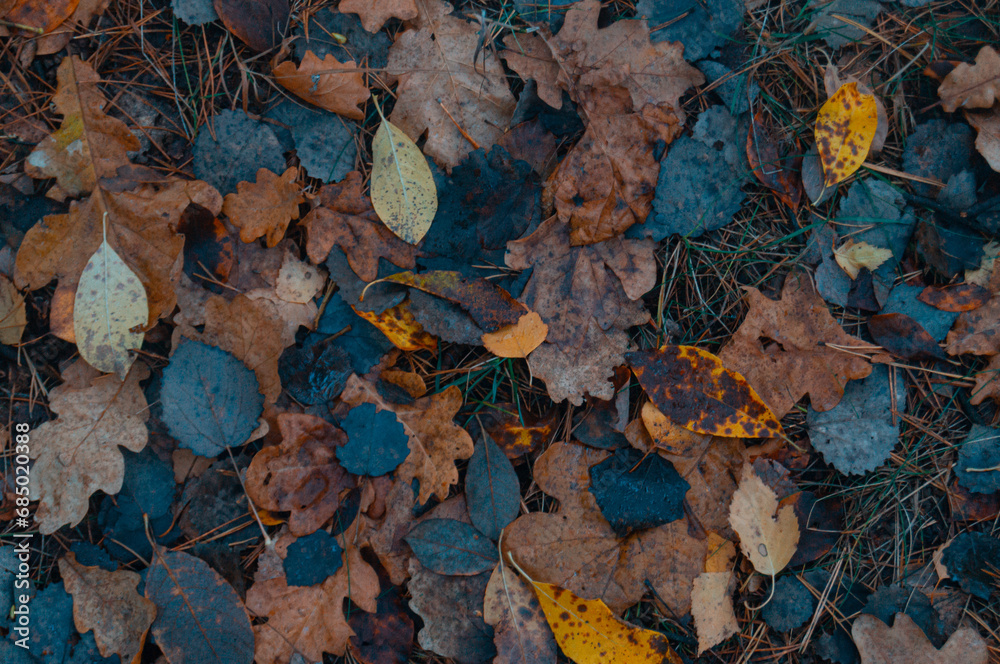 The tapestry of fall: a mosaic of leaves enriching the forest floor, their colors a testament to nature's cyclical ballet. A vibrant patchwork underfoot.