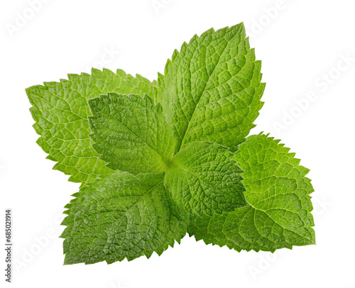 Green brandy mint leaves. Fresh aromatic herbs ingredient for mojito and refreshing cocktails or tea drink. Organic natural plant leaf. Isolated. PNG.