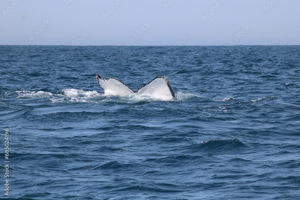 Fototapeta premium View of whale's tail breaching above water showing water splashes