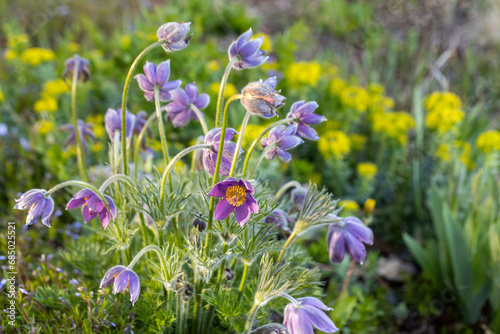 Canvastavla Pulsatilla vulgaris Lumbago flowering in the garden