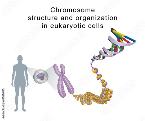 Chromosome structure and organization in eukaryotic cells
