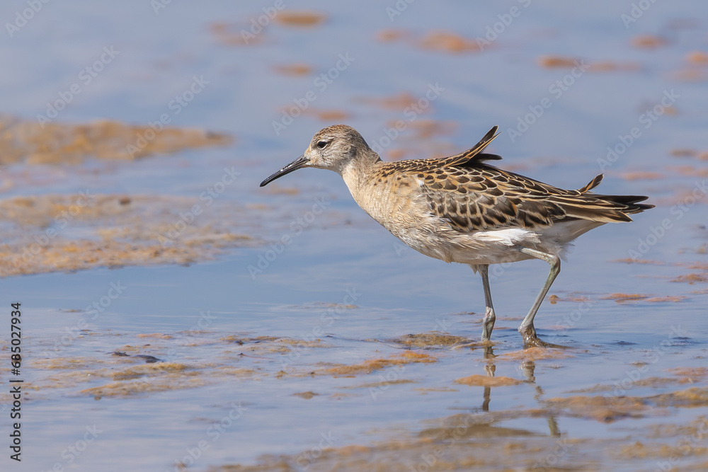 Ruff - Calidris pugnax wading in water. Photo taken at Larnaca - Meneou Salt Lake, Cyprus Ruff - Calidris pugnax wading in water. Photo taken at Larnaca - Meneou Salt Lake, Cyprus