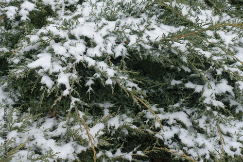 Shoots of juniper covered with snow in mid January © Anna