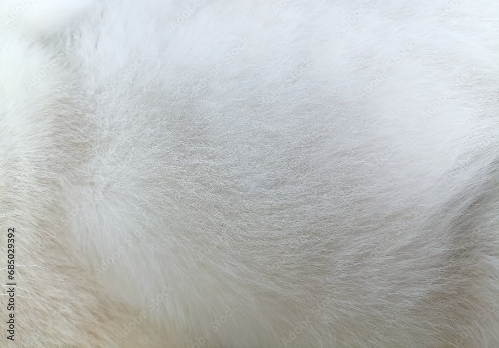 White cat fur background or texture - obrazy, fototapety, plakaty 