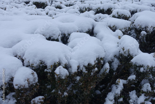 Cover of snow on common boxwood in January