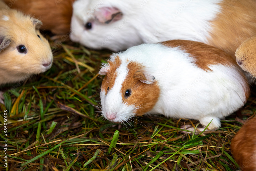 Organic farmer's guinea pigs in Carchi province, Ecuador Organic farmer's guinea pigs in Carchi province, Ecuador