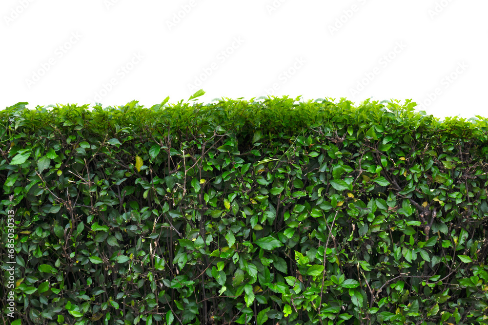 Green ivy vines on the wall Green ivy vines on the wall