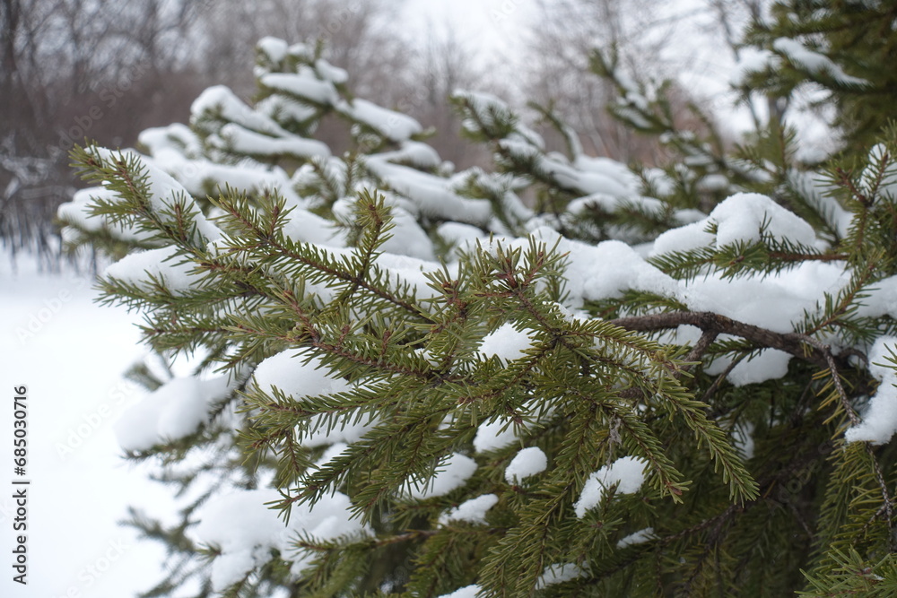 Branch of European spruce covered with snow in January