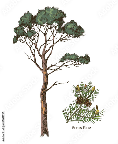 Scots pine and branch hand drawn vector photo
