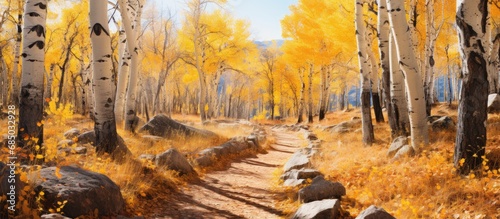 As they hiked along the trail in Vedauwoo, Wyoming, they marveled at the vibrant fall colors of the birch tree's leaves, painted in shades of yellow, creating a picturesque scene in the park. The photo