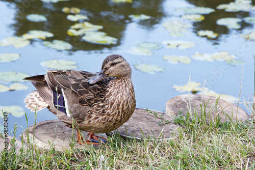 duck stands on the shore of a pond