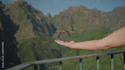 Cute Madeiran chaffinch landing on female tourist hand with food, Balcoes  photo