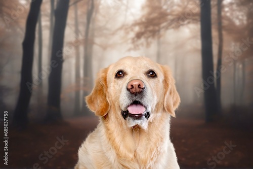 Cute smart dog at autumn background