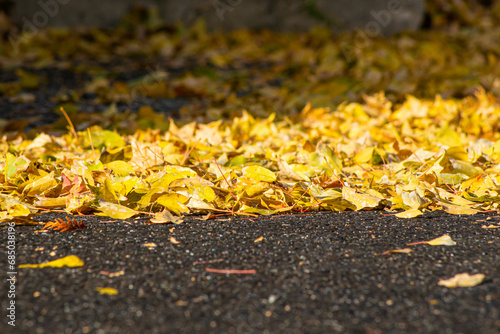 가을, 나뭇잎, 낙엽, 단풍, 가을풍경