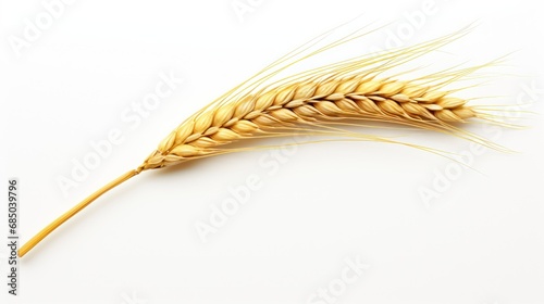 Ear of wheat spikelet on white background,spikelets with wheat on a white background