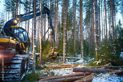 Forest harvester felling a pine tree.