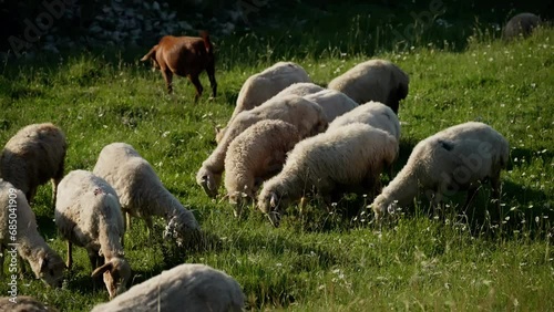 A group of sheep grazing in a field. A peaceful scene of pastoral bliss, a flock of woolly sheep roam freely among the lush grasses of the meadow, their gentle grazing creating a harmonious symphony photo