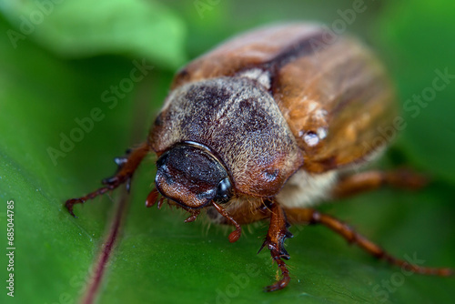 Beetle bug on a leaf © Janusz