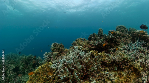 Tropical fish and coral reefs under the sea. Underwater background.