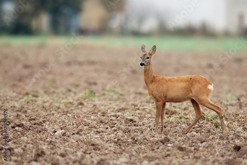 Roe deer in the field 