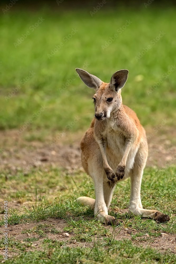 Kangaroo in a clearing
