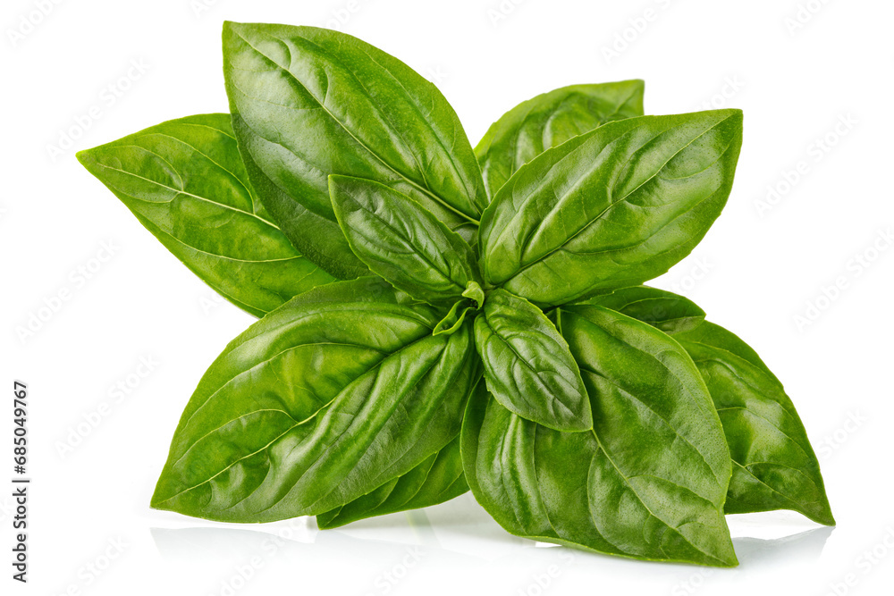 Fototapeta premium Fresh green basil leaves. Basil organic herb leaf. Isolated on white background