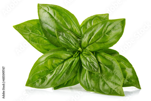 Fresh green basil leaves. Basil organic herb leaf. Isolated on white background
