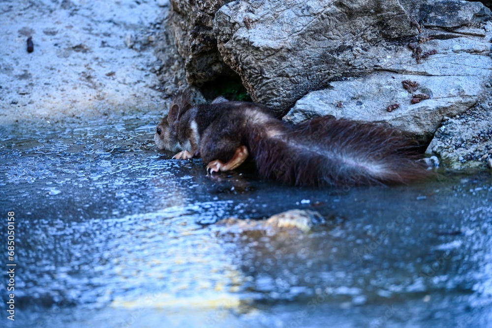 Fototapeta premium Red squirrel or Sciurus vulgaris, drinking water in a frozen pond.
