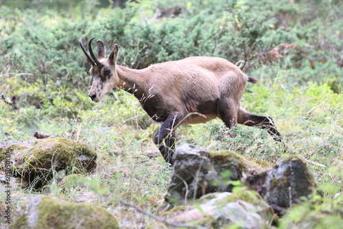 Chamois in an alpine woodland in summer