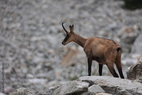 chamois in a rocky environment in the french alps