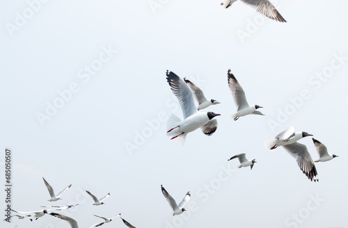 Seagulls flocked together to greet the people. © title