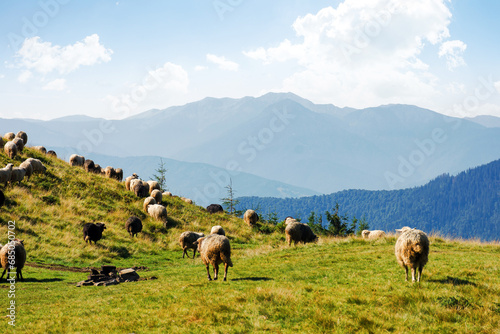 sheep herd on the grassy slopes and meadows. mountains of chornohora ridge in the distance. sunny weather in late summer © Pellinni