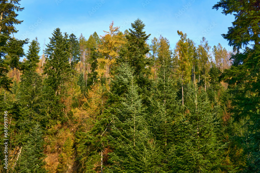 Autumn yellow orange trees and green firs on a sunny day