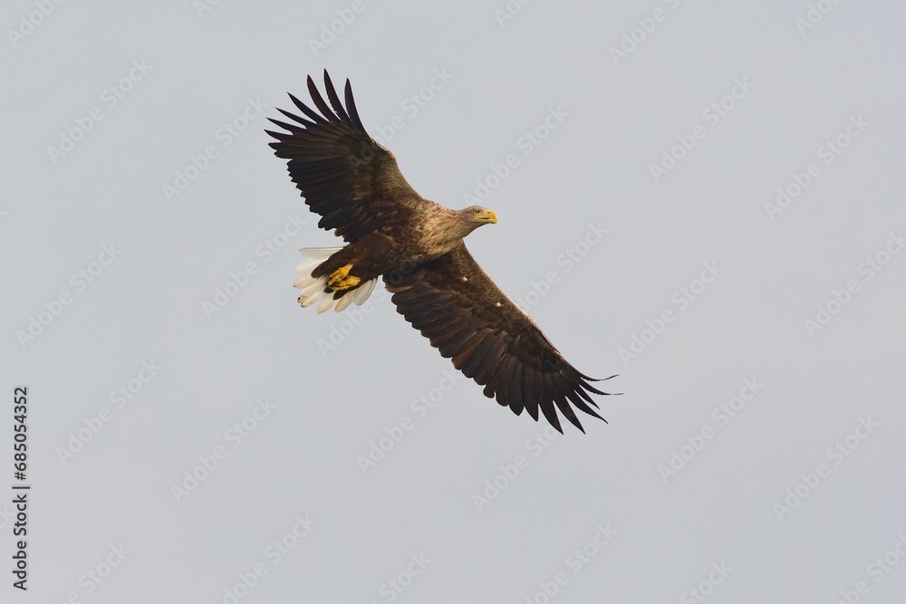 Fototapeta premium eagle in flight