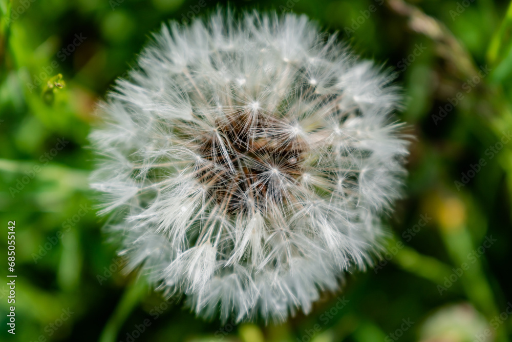 Dandelion flower with achenes, mindfulness and meditation concept, taraxacum Dandelion flower with achenes, mindfulness and meditation concept, taraxacum