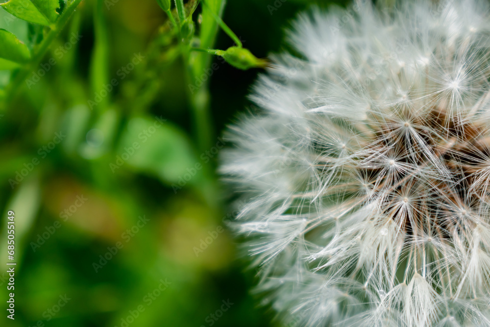 Dandelion flower with achenes, mindfulness and meditation concept, taraxacum