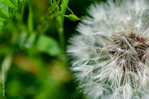 Dandelion flower with achenes  mindfulness and meditation concept  taraxacum