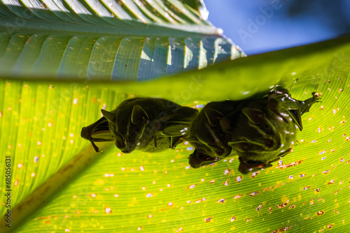 Bats under a leaf in Manuel Antonio Natural Park (Costa Rica) photo