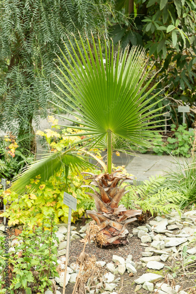 Obraz premium Mexican fan palm or Washingtonia Robusta plant in Saint Gallen in Switzerland
