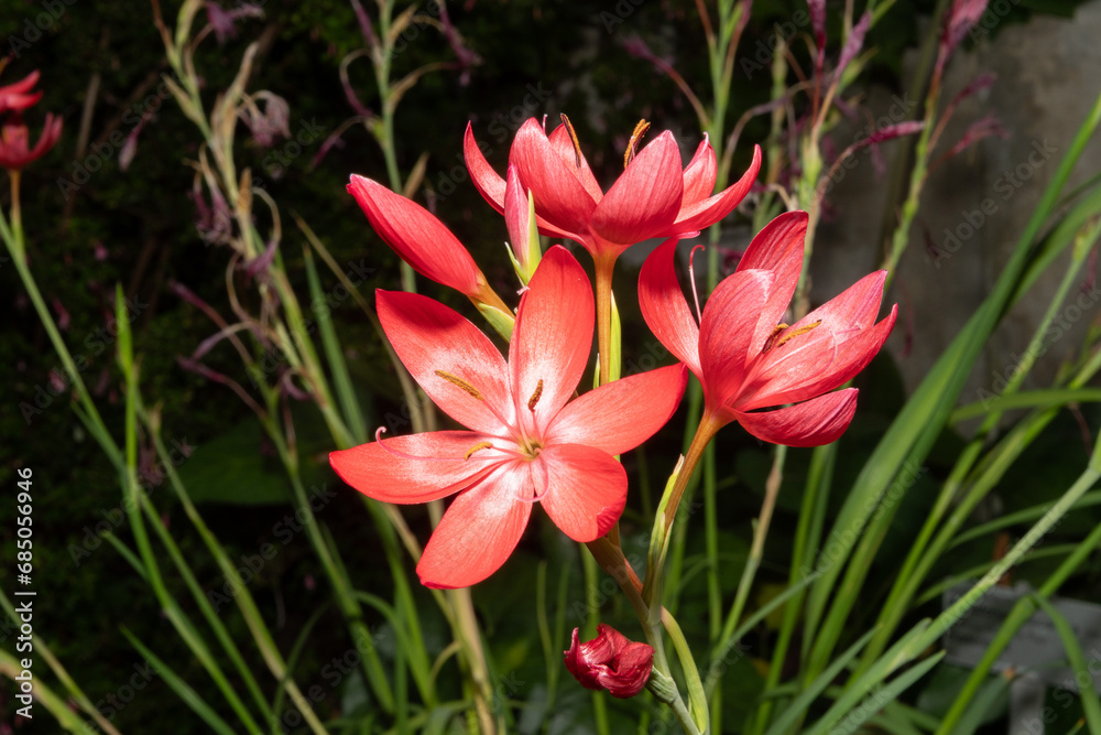 River lily or Hesperantha Coccinea plant in Saint Gallen in Switzerland River lily or Hesperantha Coccinea plant in Saint Gallen in Switzerland