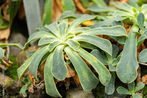 Cliff maids or Lewisia Cotyledon plant in Saint Gallen in Switzerland