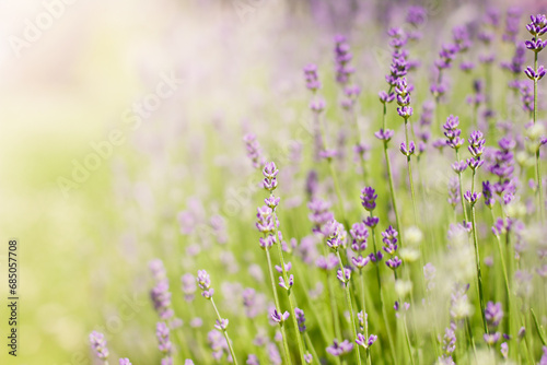 Blooming lavender flowers field. Natural background.