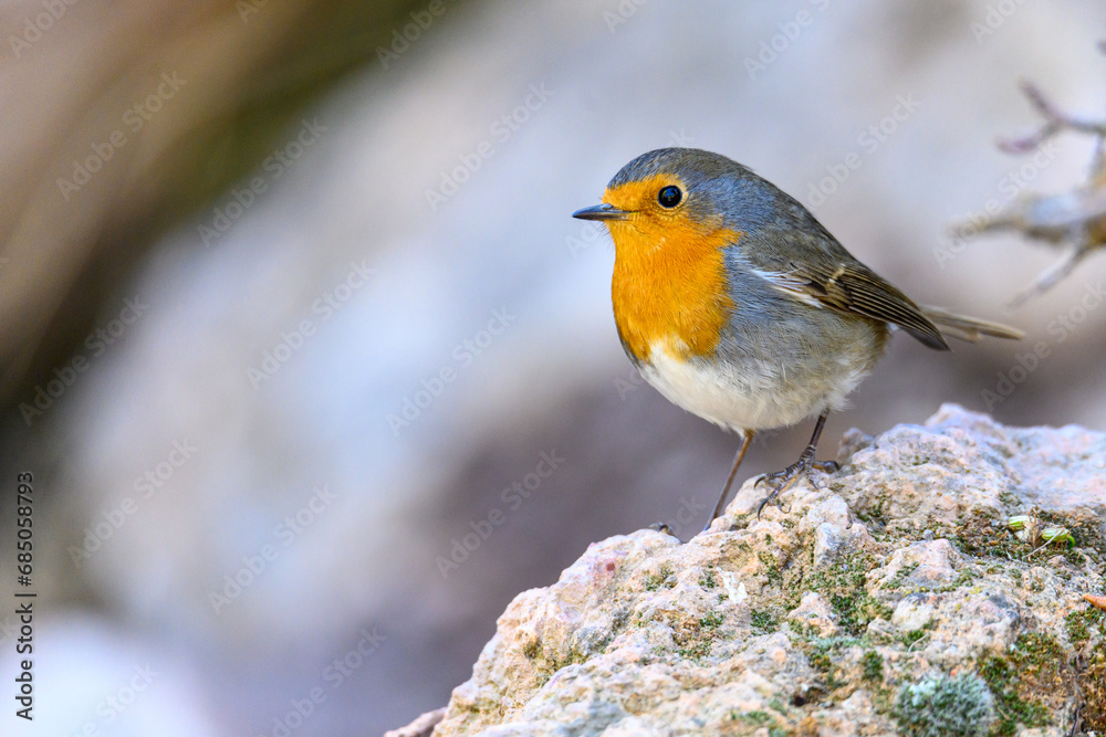 Small robin perched on the edge of a spring. Small robin perched on the edge of a spring.