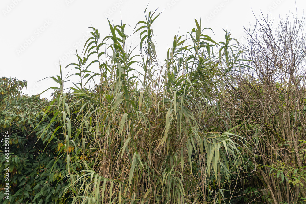 Giant cane or Arundo Donax plant in Saint Gallen in Switzerland Giant cane or Arundo Donax plant in Saint Gallen in Switzerland