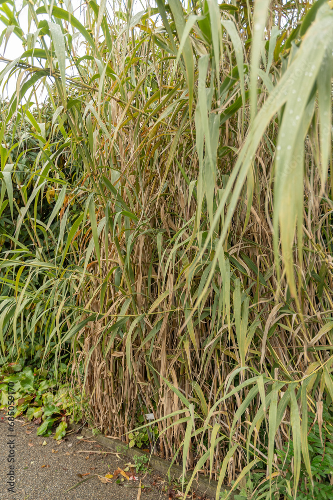 Obraz premium Giant cane or Arundo Donax plant in Saint Gallen in Switzerland
