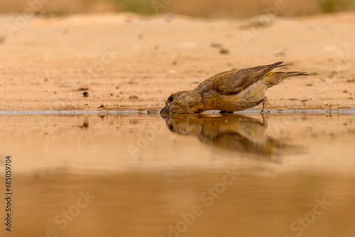 Crossbill or Loxia curvirostra  reflected in a golden spring.