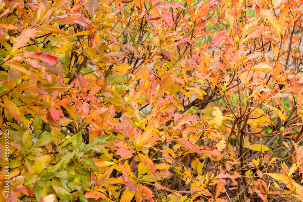 Yellow azalea or Rhododendron Luteum plant in Saint Gallen in Switzerland Yellow azalea or Rhododendron Luteum plant in Saint Gallen in Switzerland
